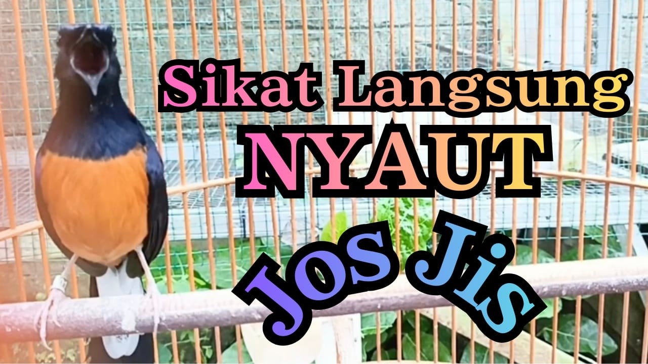 PANCINGAN DAHSYAT PAGI MALAM MURAI BATU GACOR SANGAT AMPUH BUAT PANCINGAN MURAI BATU CEPAT BUNYI