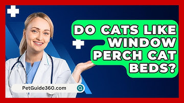 Do Cats Like Window Perch Cat Beds? - PetGuide360.com