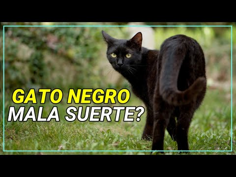 Video: Gato Negro: Signos Y Supersticiones