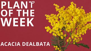 Plant of the Week  Acacia dealbata