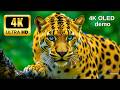 Ultimate 4K OLED TV Experience | Stunning HDR Nature Demo 60FPS