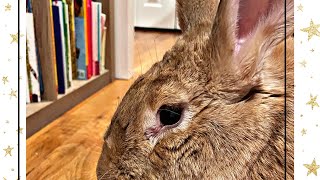 How to litter train your rabbit and tips and tricks