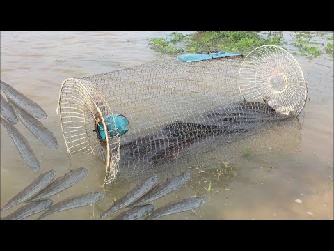 Видео: Риба в страната. Направи си сам рибарник