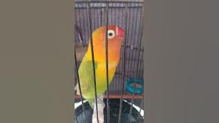 suara Lovebird betina  irama santai( Rere) by gotun Sadewo