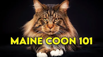 Where did Maine Coon cats originate from?