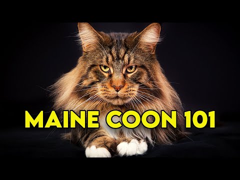 Video: Cat Breeds: Maine Coon