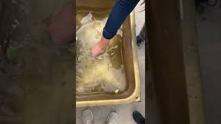 Which way does water drain on the equator?