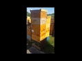 That bee man  six boxes of yellow bees