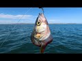 Food Chain Fishing Challenge! (Saltwater Edition)