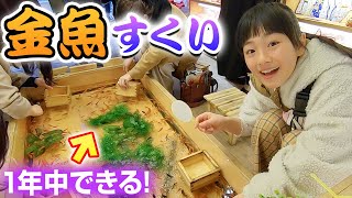 Goldfish scooping] At 