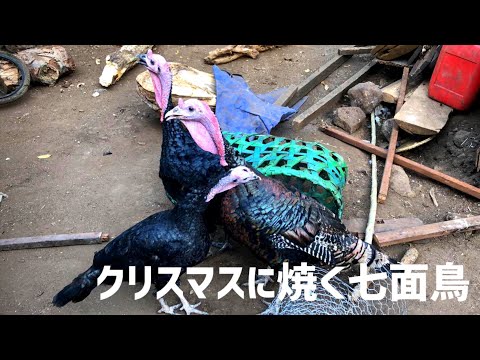 命日が決まった1匹の七面鳥【あと7日】 - YouTube