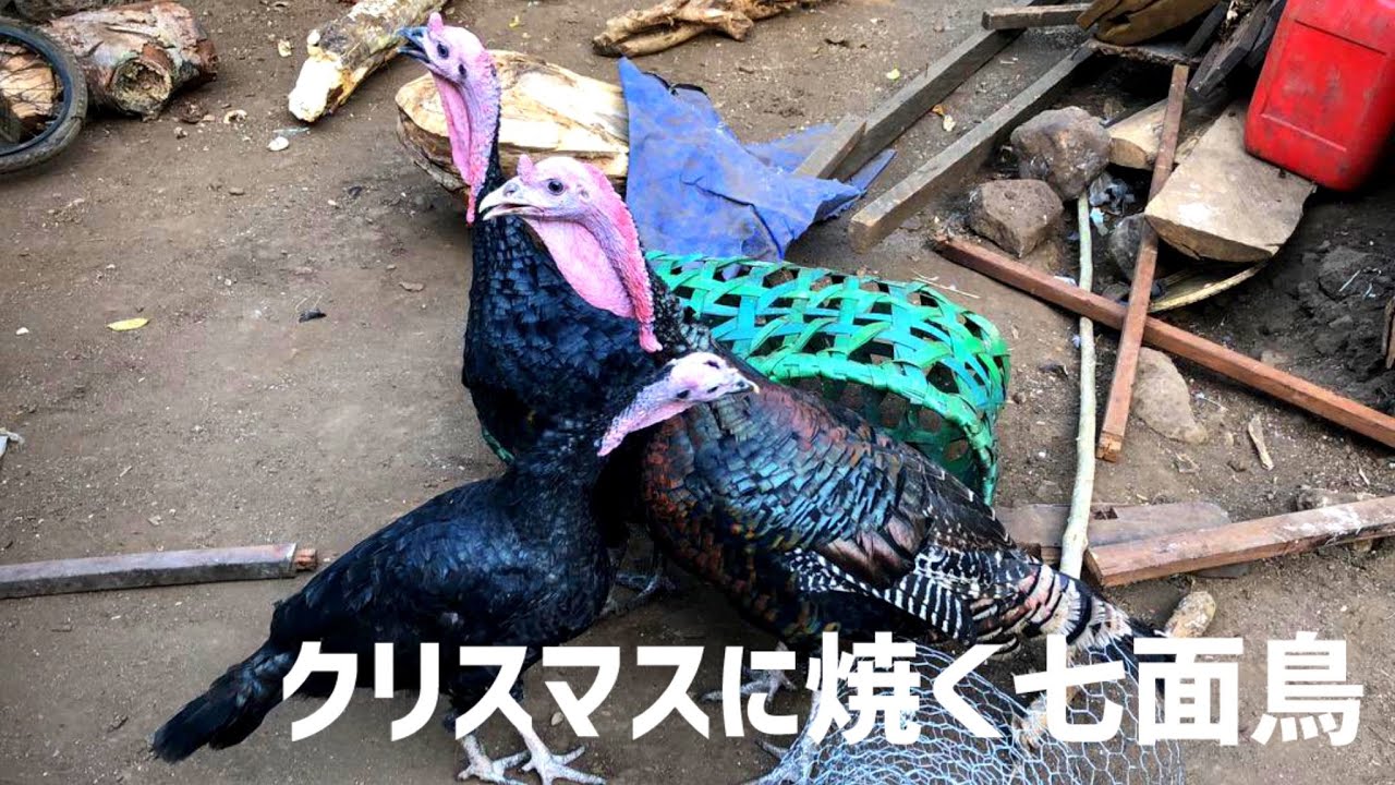 命日が決まった1匹の七面鳥【あと7日】 - YouTube
