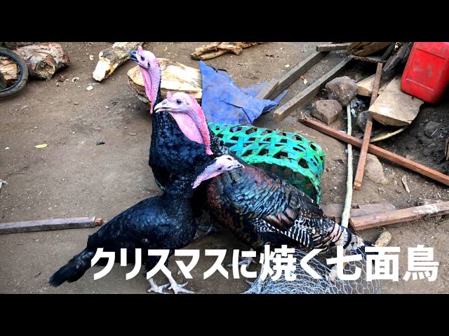 命日が決まった1匹の七面鳥【あと7日】 - YouTube