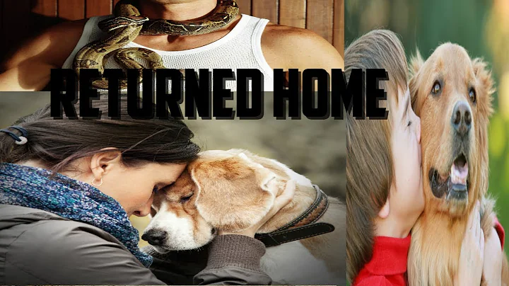 10 Incredible Pets That Returned Home After Years Of Being Lost | Dog Reunited | Lost Pets | Animals