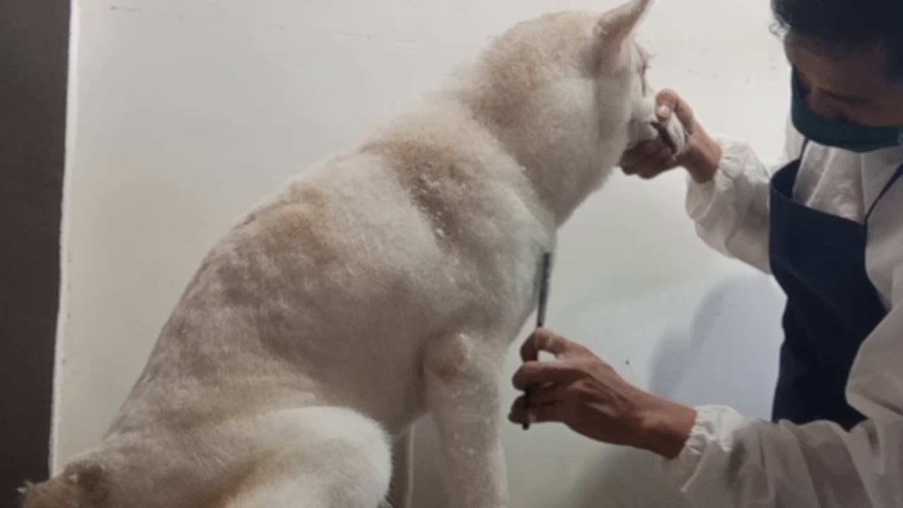 Siberian husky - hair cut/groom - YouTube