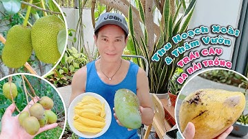 Nhà không biết trồng gì, mà hên trồng gì cũng ra trái hihi