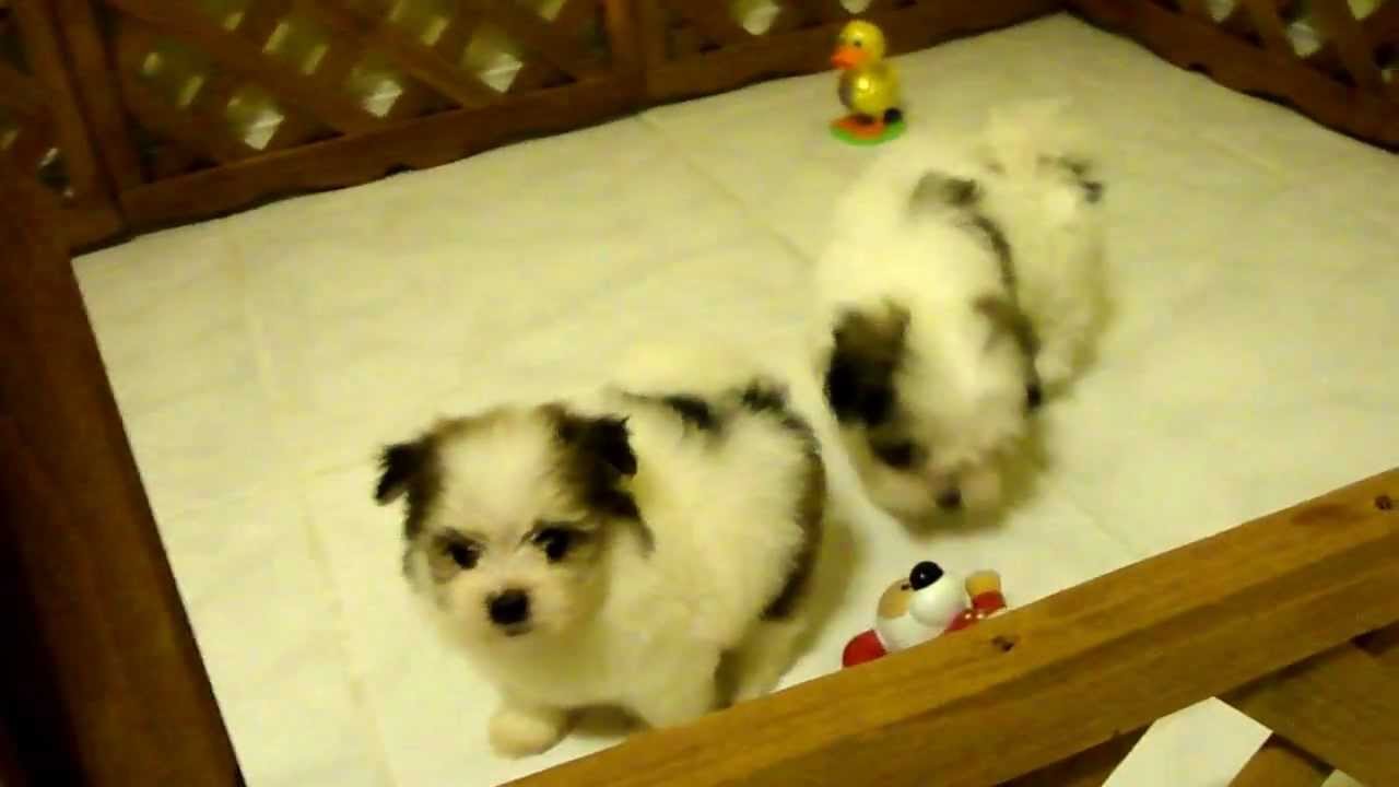 pomeranian and maltese