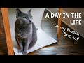 A Day in the Life of Murka, my Russian Blue Cat