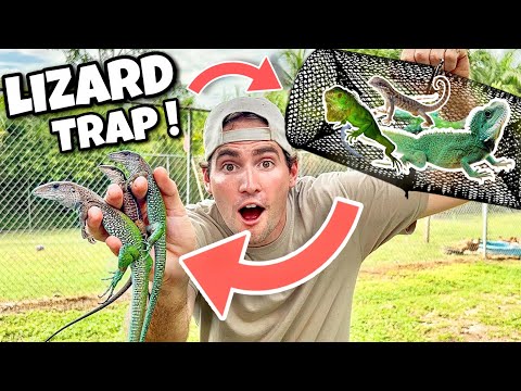 Video: How to Catch Lizards (with Pictures)