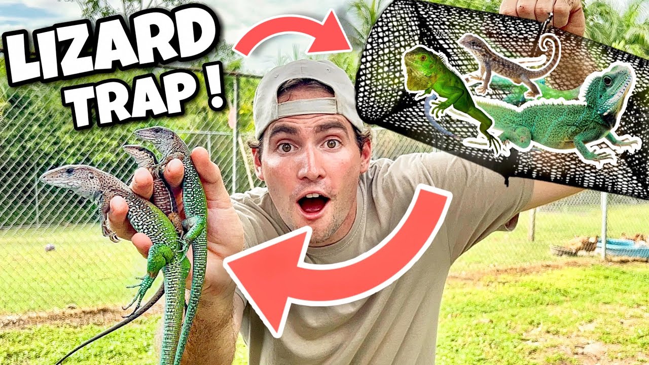 DIY LIZARD TRAP CATCHES RARE COLORFUL LIZARDS ! INSANE !! 