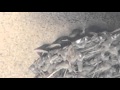 ツバメの雛　2016-5-8