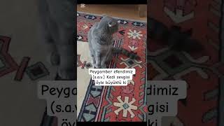 Peygamber efendimiz (s.a.v)kedi sevgisi #kedi #peygamber #viral #merhamet