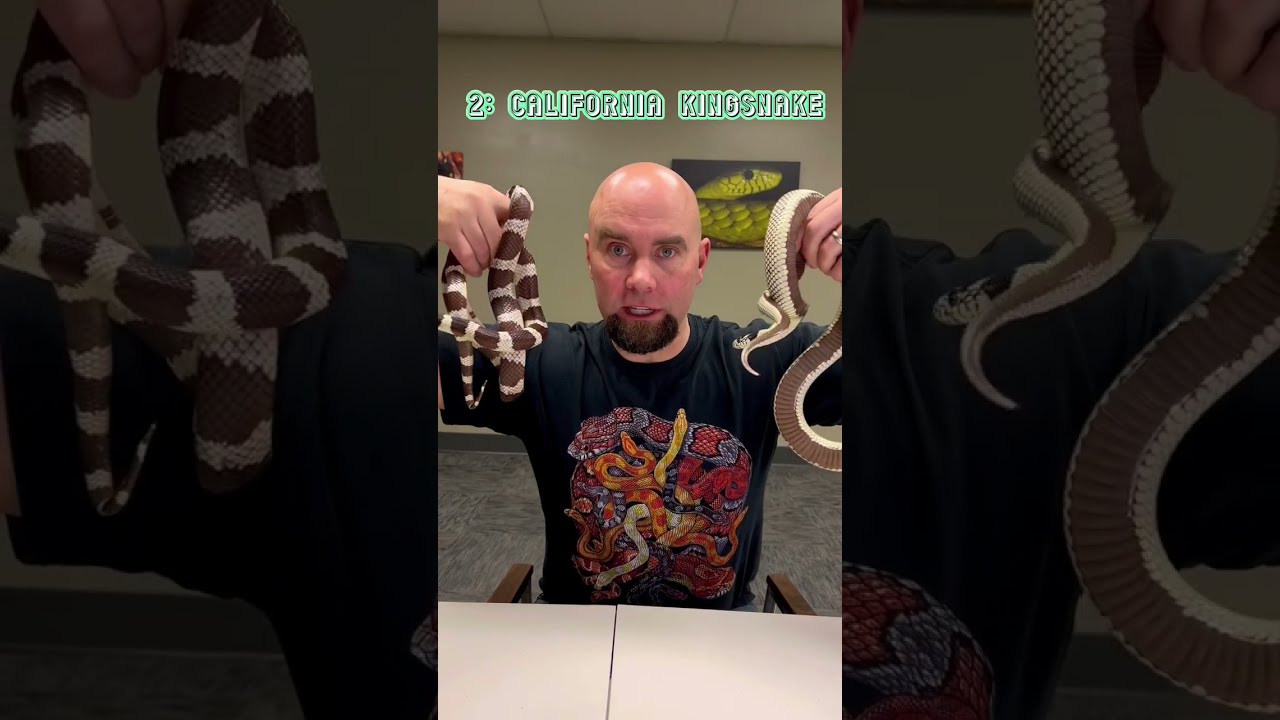 Best Beginners Pet Snakes 