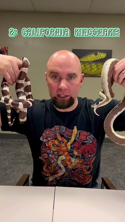 Best beginners pet #snakes 🐍