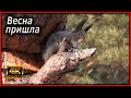 Весна пришла