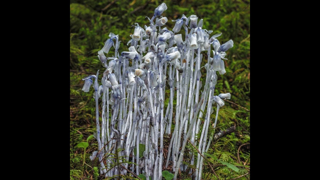 Arctium Lappa- Song of the Forest- original By Rewildyoursoul
