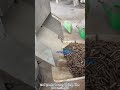 Mountains of pine needles?turn waste into gold instantly! #woodpelletmachine#biomasspellets