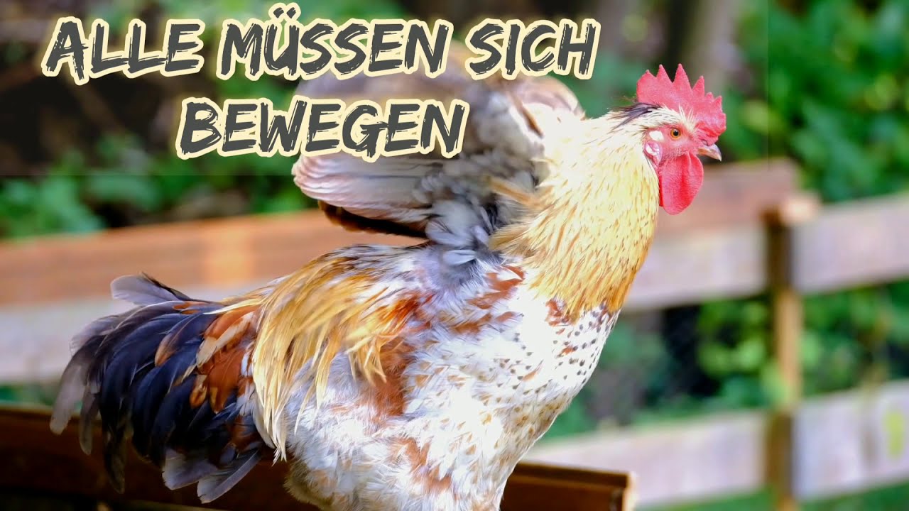Guten Morgen Raus Aus Den Federn Guten Morgen - raus aus den Federn ☕☕ - YouTube
