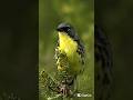 This Bird Only Lives in ONE Type of Forest! 🌲😳