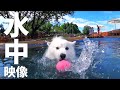 プールで泳ぐ犬の水中映像【迫力の犬かき