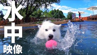 プールで泳ぐ犬の水中映像【迫力の犬かき