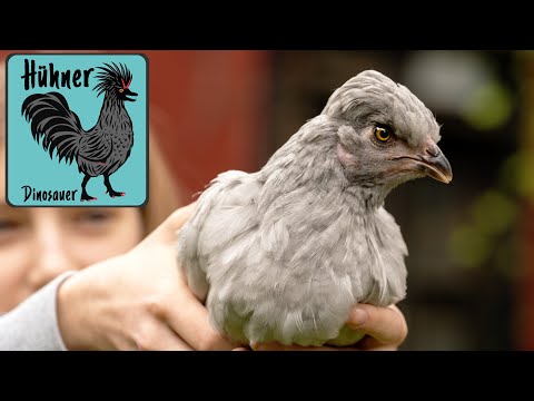 Video: Meine Erfahrung in der Aufzucht von Ameraucana-Hühnern von Junghennen zu Hühnern