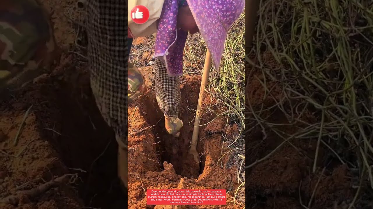 Root Gold Cassava Harvest Like Never Before 
