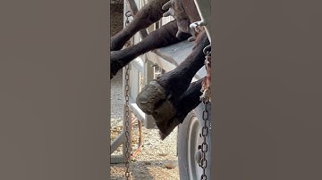 Cattle chute laying sidways Cow needs some hoofs repaired