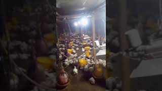 Kandang.peternak Mandirian Uk Panen Kecil Uk.05.06