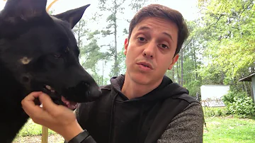 O que fazer quando o cachorro é hiperativo?