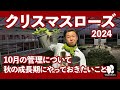 クリスマスローズ 10月の管理　◆横山園芸 公式◆【2024】