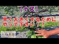 【ナス】たくさん収穫するためには、この時期に株を早く大きくする事です。NO460（2022.5.25）