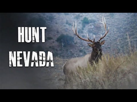 Come cacciare Nevada per alci, cervi, pecore e Antelope