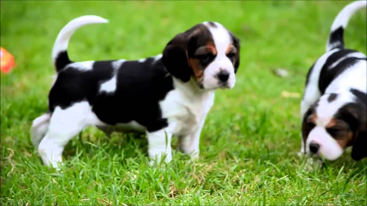 beagle cavalier puppies