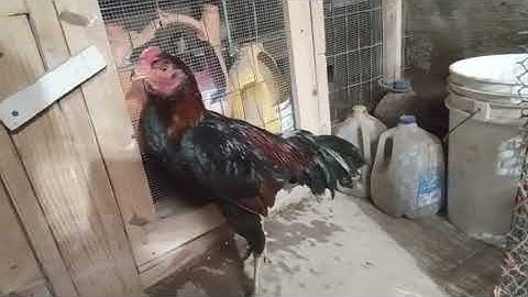 Qaib 4532 12-13-2025