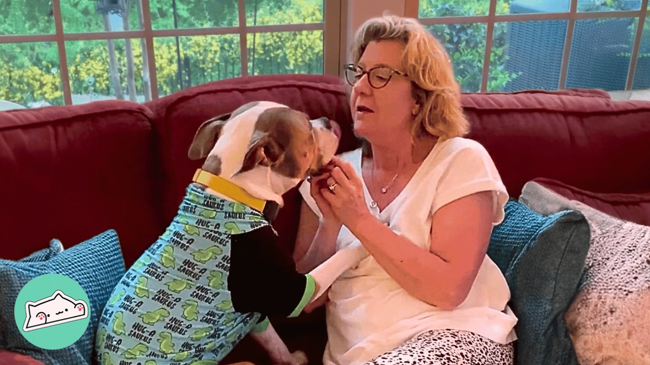 Grandma Was Afraid Of Pit Bulls. Now She Has One As A Grandchild | Cuddle Buddies