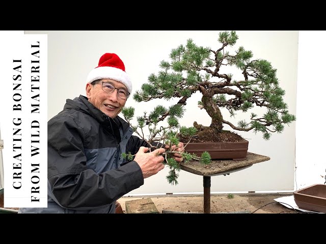 bonsai mammutbaum wald Metasequoia main image 1
