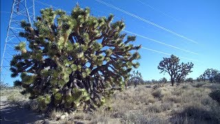 A Joshua Tree Drive By