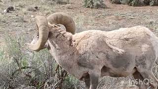 Bigborn Sheep of the Rio Grande Gorge#3