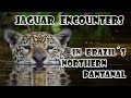 Jaguars of Brazil´s northern Pantanal